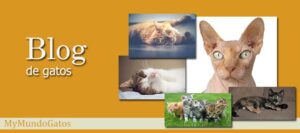 Blog de Gatos